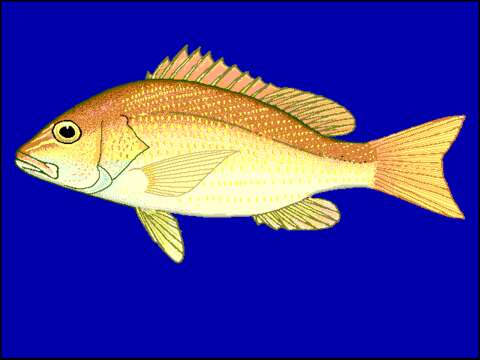 Lutjanus ambiguus (Poey 1860)的图像