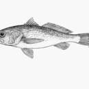 Image of Dwarf weakfish