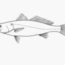 Image of Boccone weakfish