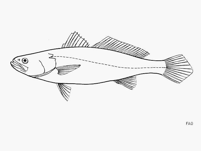 Image of Boccone weakfish