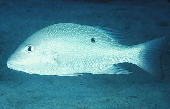 Image of Mutton Snapper