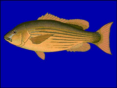 Image of Mullet snapper