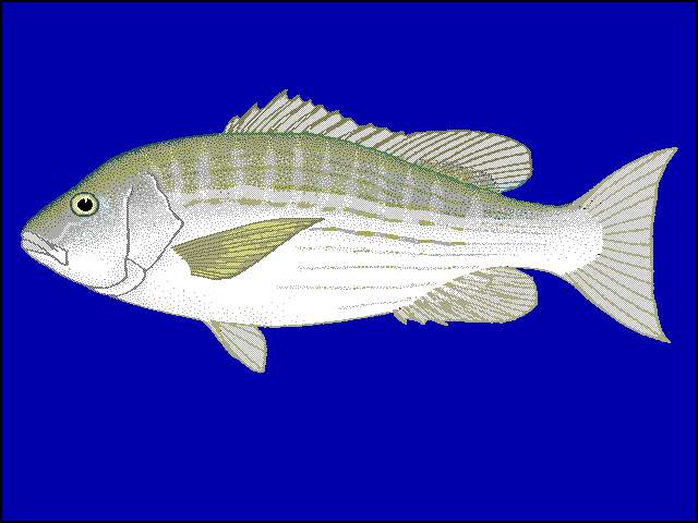 Image of Mullet snapper