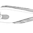 Image of Australian tusk