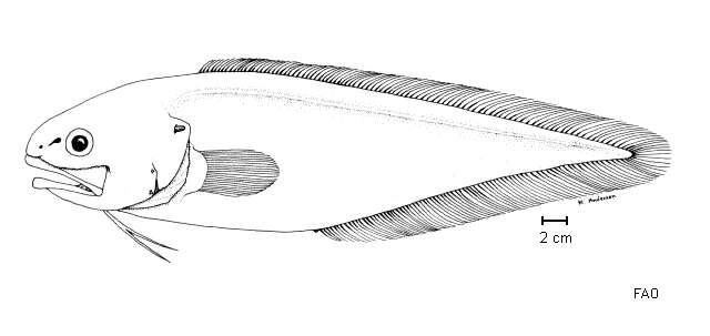 Image of Australian tusk