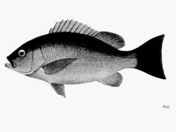 Image of Crimson snapper