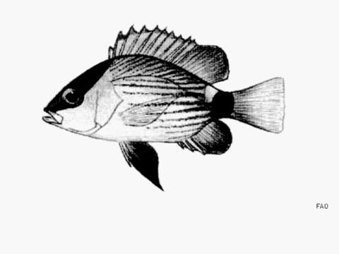 Image of Crimson snapper