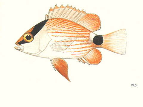 Image of Crimson snapper