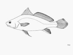 Image of Point-nosed croaker