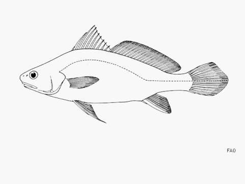 Image of Point-nosed croaker
