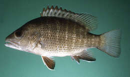 Image of Mangrove red snapper
