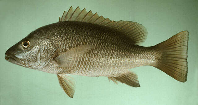 Image of Mangrove red snapper