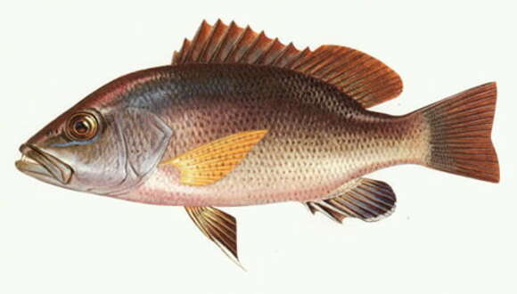 Image of Mangrove red snapper