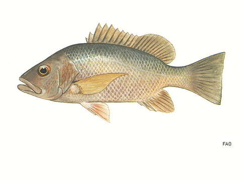 Image of Mangrove red snapper