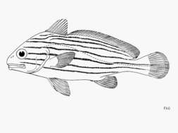 Pareques fuscovittatus (Kendall & Radcliffe 1912) resmi