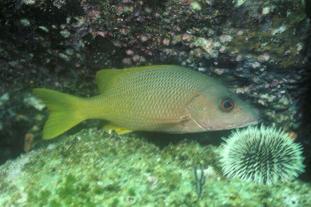 Image of Amarillo snapper