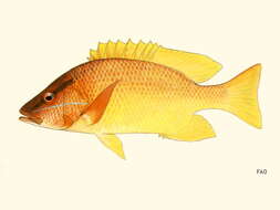 Image of Amarillo snapper