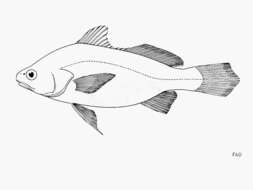 Image of Silver stardrum