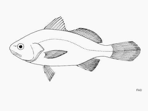 Image of Smooth stardrum