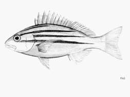 Image of Bengal snapper