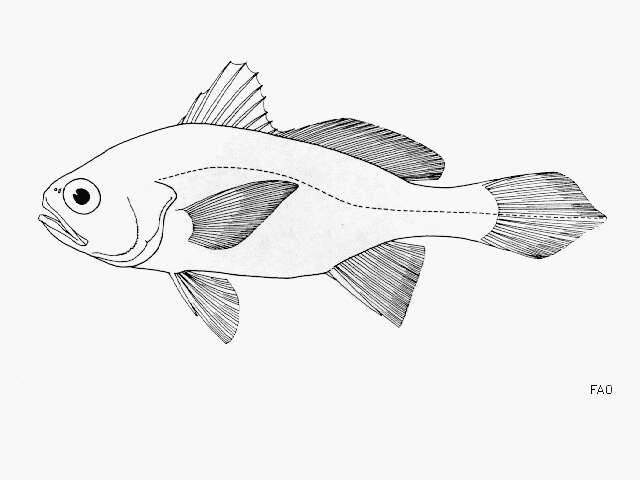 Image of Softhead stardrum