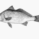 Image of Longfin croaker