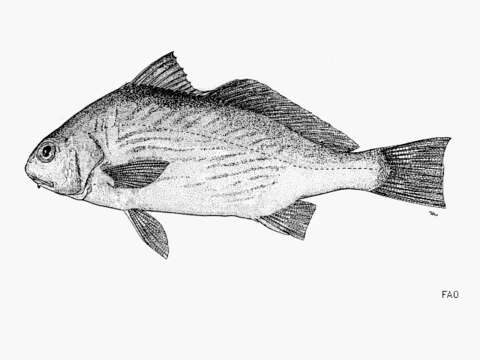 Image of Longfin croaker