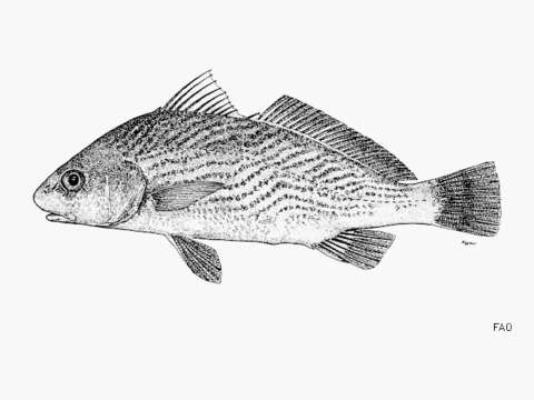 Image of Cortez croaker