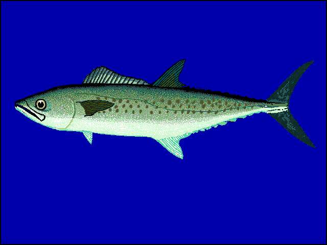 Image of Mackerel