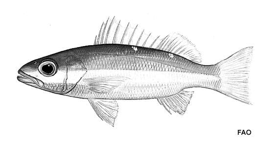 Image of Snapper