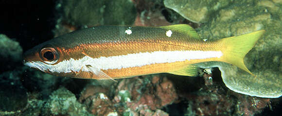 Image of Snapper