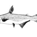 Слика од Pangasius bocourti Sauvage 1880