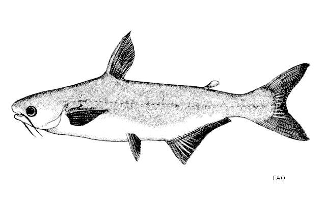 Image of shark catfishes