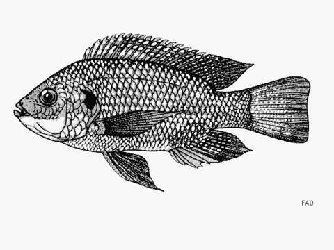 Image of Blue spotted tilapia