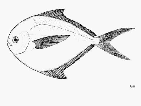Image of Cortez butterfish