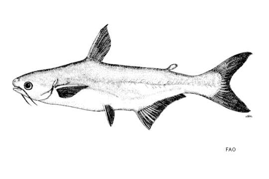 Image of Pangasius djambal Bleeker 1846