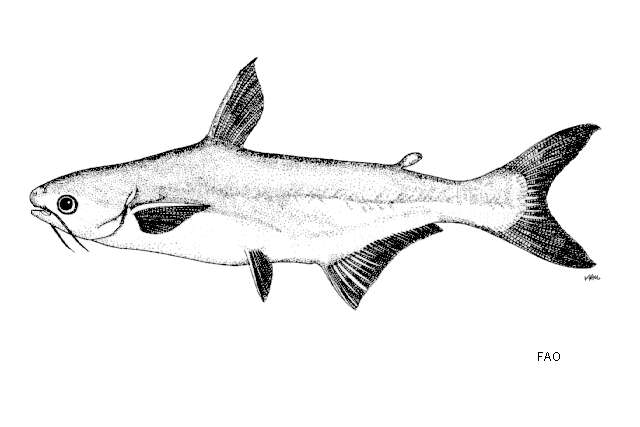 Image of Pangasius djambal Bleeker 1846