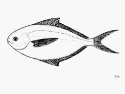 Image of Salema butterfish