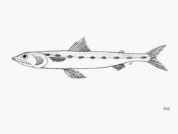Image of Inotted lizardfish