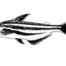 Image of Striped Catfish