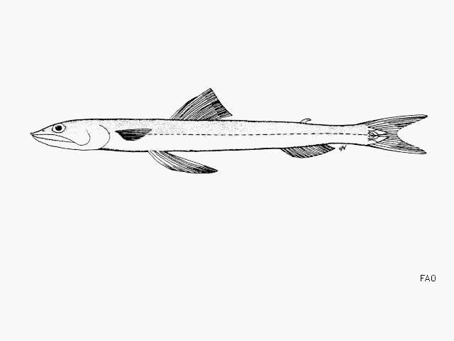 Image of Iguana lizardfish