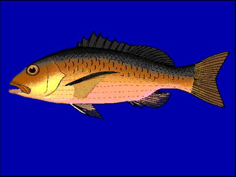 Image of two-spot red snapper