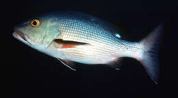 Image of two-spot red snapper