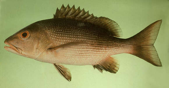 Image of two-spot red snapper