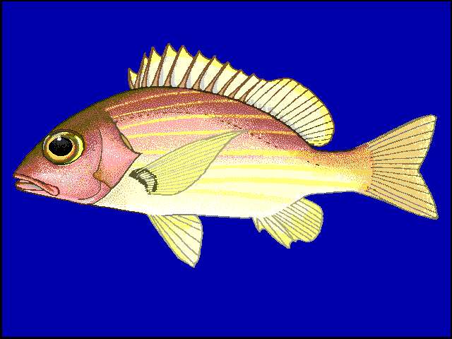 Image of Button snapper