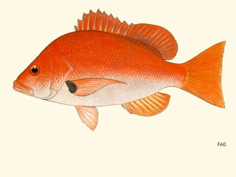 Image of Black Spot Snapper