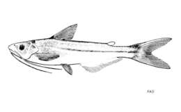 Image of Pangasius macronema Bleeker 1850