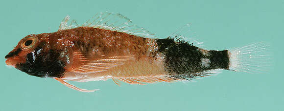 Image of Blackbelly triplefin