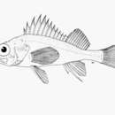 Image of Blackmouth rockfish