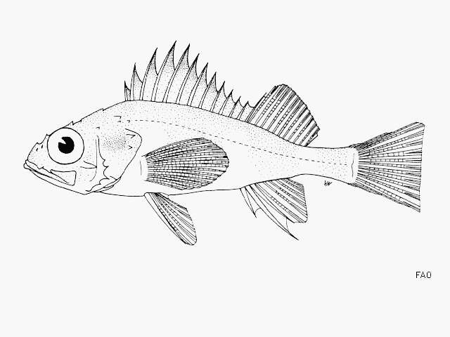 Image of Blackmouth rockfish